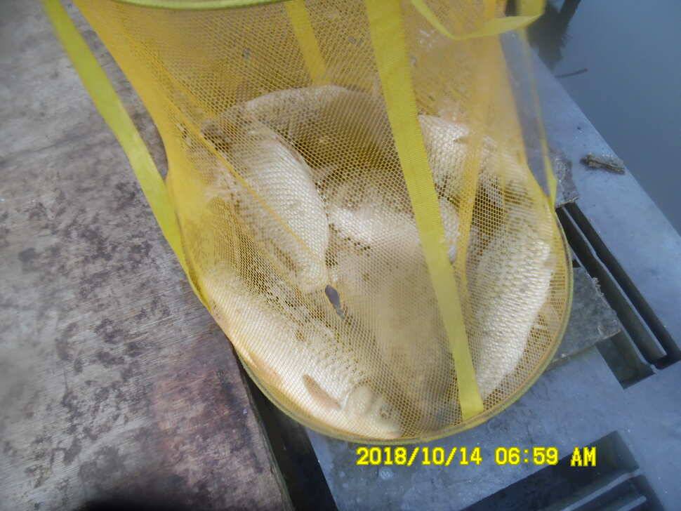 경주 동산낚시터 지난주 조황 (유료터정보 - 유료터점주조황)
