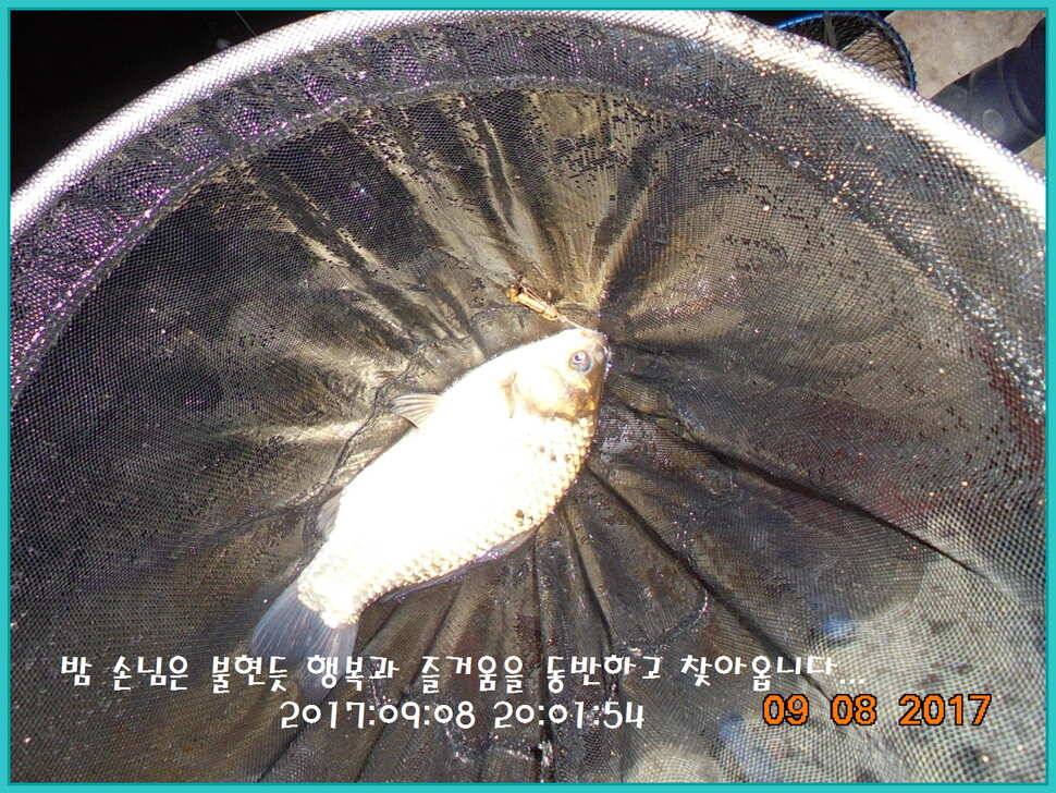 도심속의 작은 쉼터 화성 관리 낚시터입니다 주말 조황 좋았습니다 (유료터정보 - 유료터점주조황)