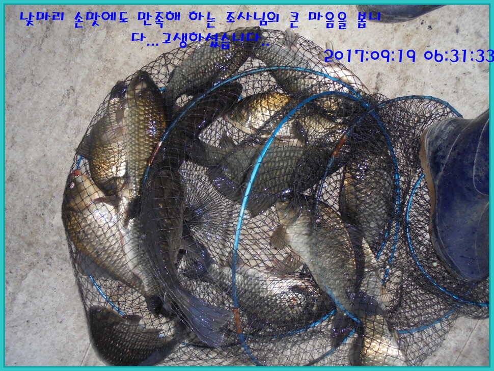 도심속의 작은 쉼터 화성 관리 낚시터입니다 (유료터정보 - 유료터점주조황)