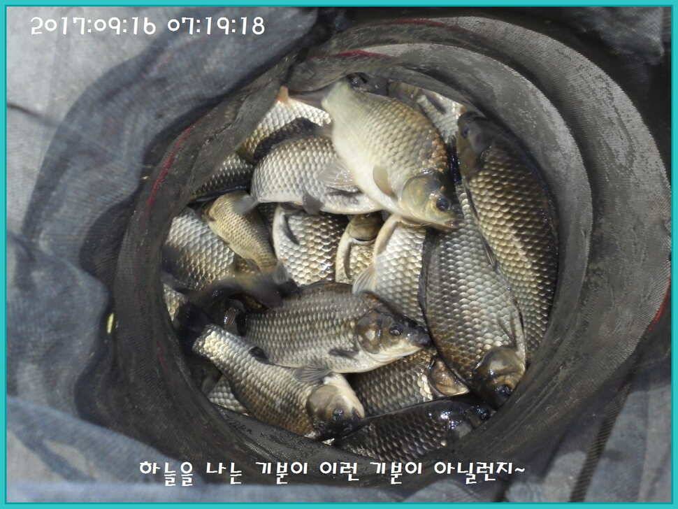 도심속의 작은 쉼터 화성 관리 낚시터입니다밤 조황 제일 핫 한곳 (유료터정보 - 유료터점주조황)