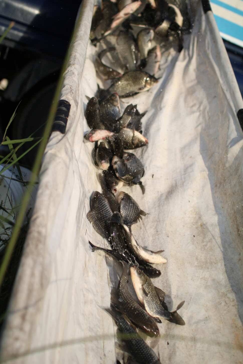 fish_pay_e3a7a_091721_49596.jpg
