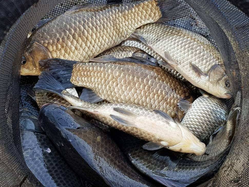 fish_pay_e41e9_093955_10882.jpg