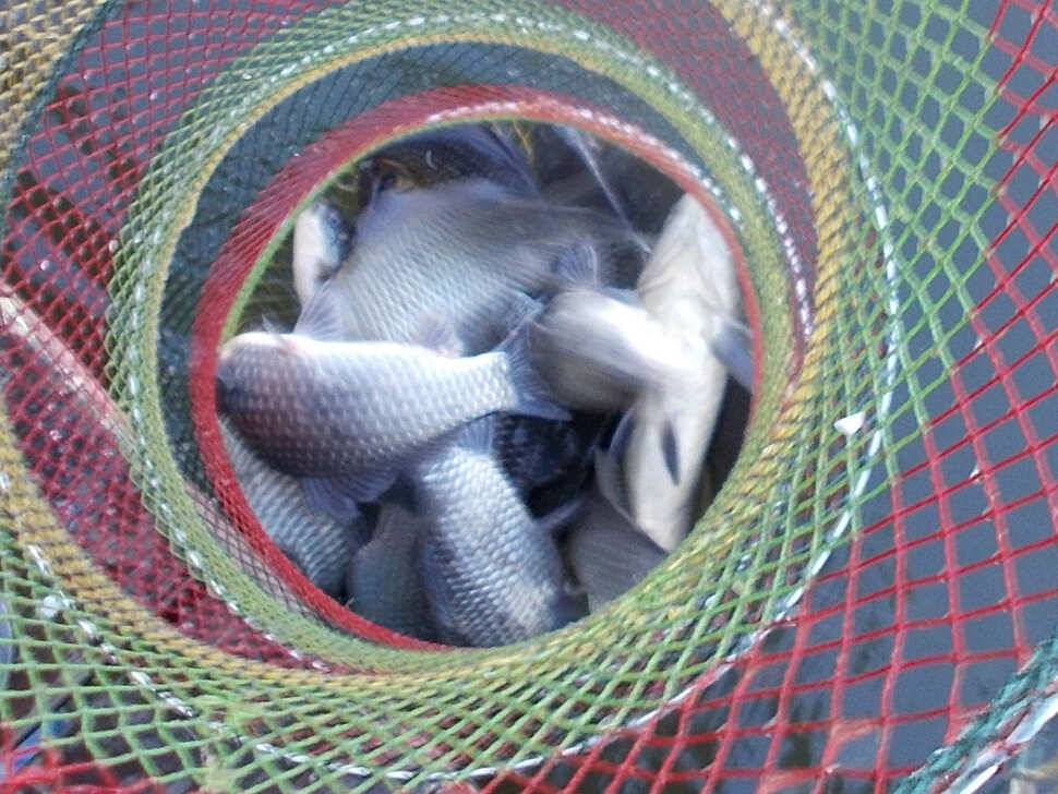 fish_pay_e42c1_063203_55623.jpg