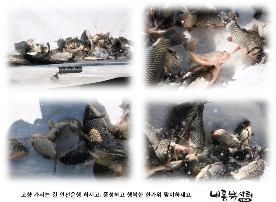 추석 이벤트 (유료터정보 - 유료터점주조황)