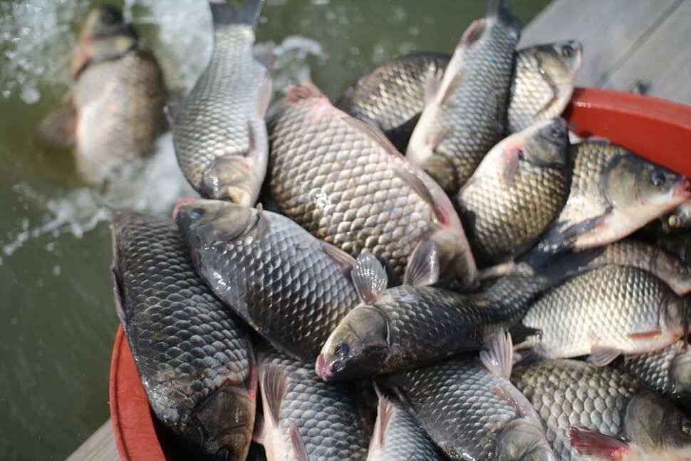 fish_pay_e4a22_091849_44635.jpg