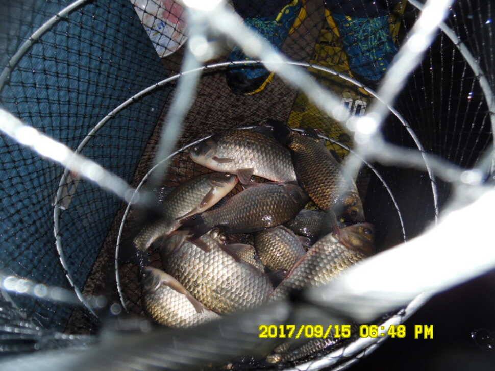 경주동산낚시터 월척이 마리수로 터졌습니다 (유료터정보 - 유료터점주조황)