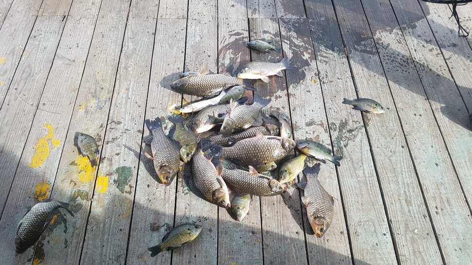 fish_pay_e5b3d_120412_76495.jpg