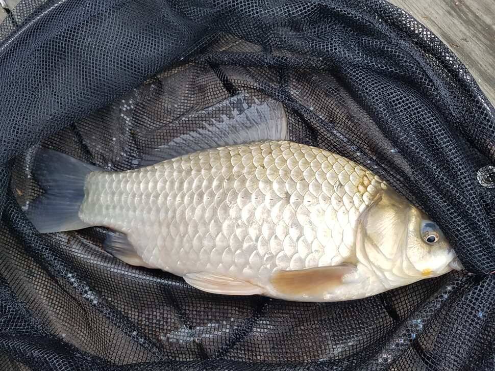 fish_pay_e5c8d_060040_19648.jpg