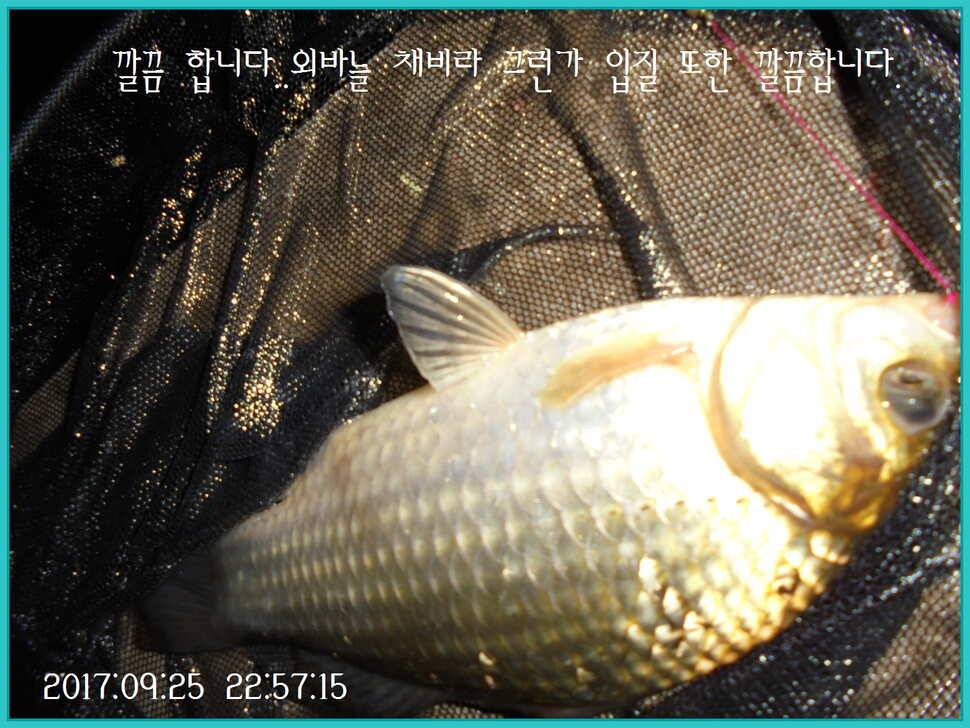 도심속의 작은 쉼터 화성 관리 낚시터입니다건강하고 풍성한 한가위 맞으소서 (유료터정보 - 유료터점주조황)