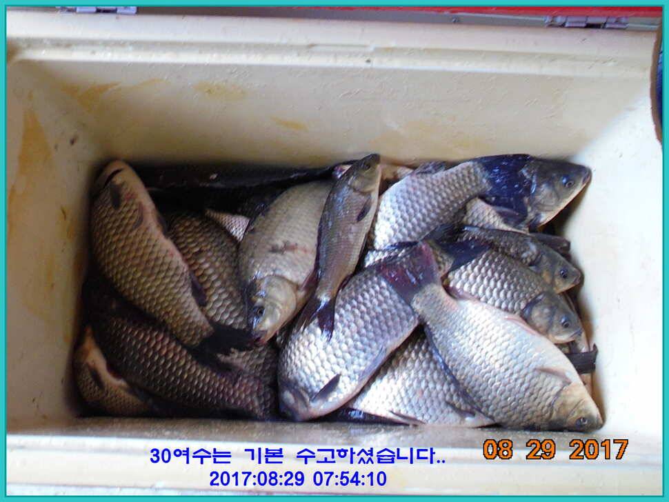 도심속의 작은 쉼터 화성 관리 낚시터입니다 (유료터정보 - 유료터점주조황)