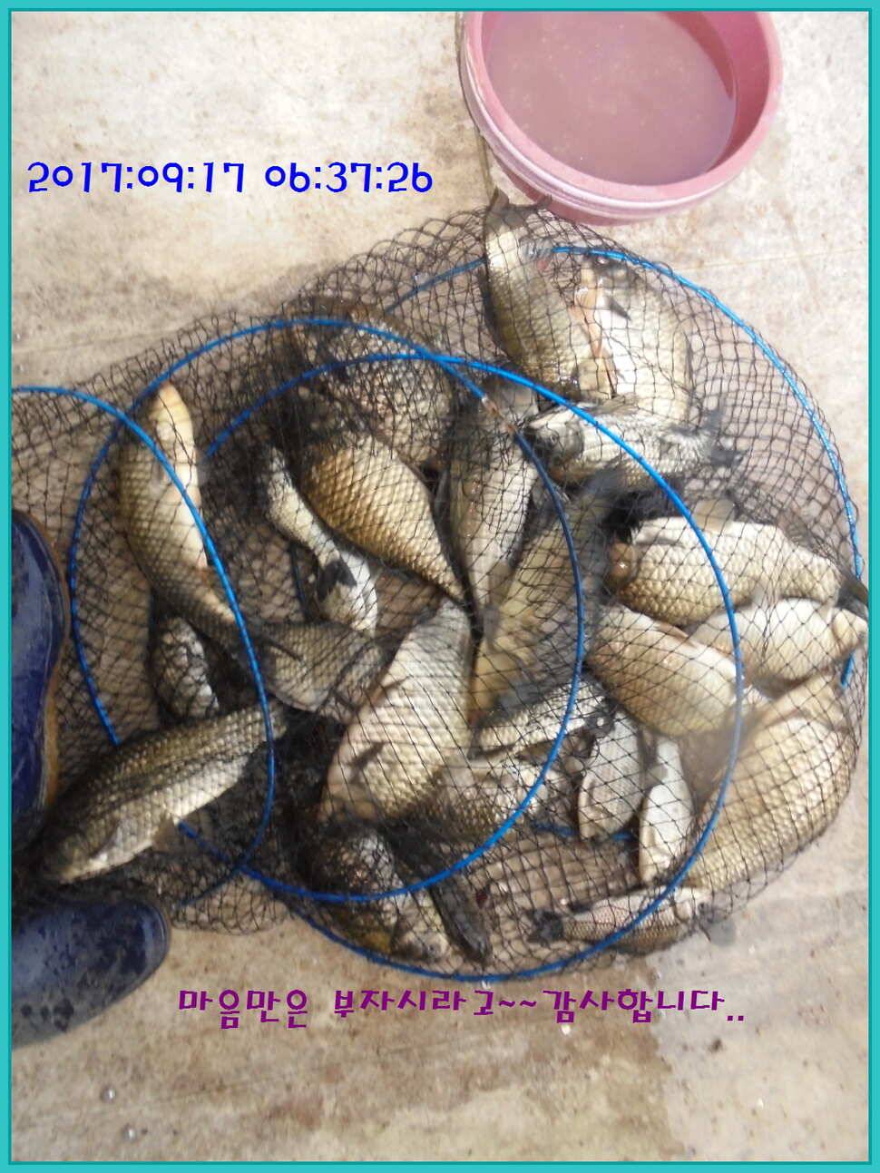 도심속의 작은 쉼터 화성 관리 낚시터입니다 (유료터정보 - 유료터점주조황)