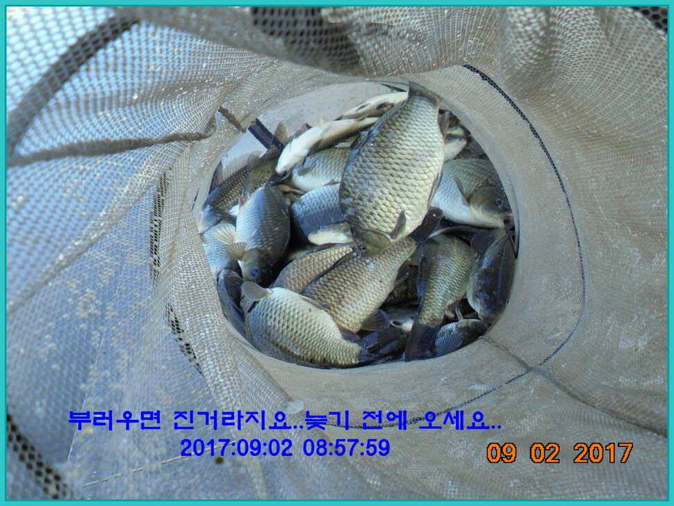 도심속의 작은 쉼터 화성 관리 낚시터 입니다 (유료터정보 - 유료터점주조황)