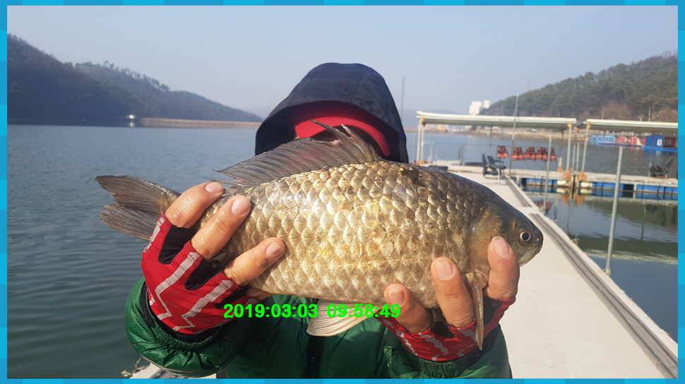 신원낚시터 개장소식 과 방류 동영상입니다 (유료터정보 - 유료터점주조황)