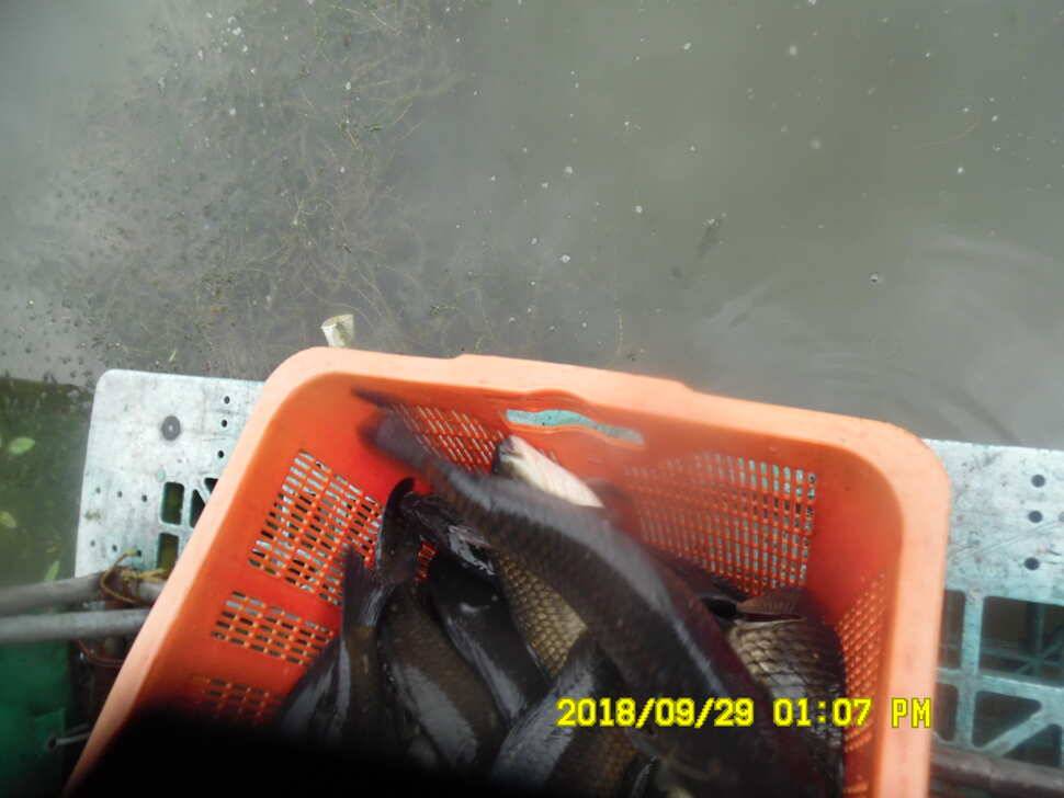 경주 동산낚시터 지난주 조황 (유료터정보 - 유료터점주조황)
