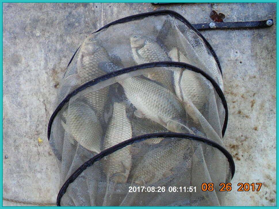 도심속의 작은 쉼터 화성 관리 낚시터입니다8월도 하루 남았습니다 (유료터정보 - 유료터점주조황)
