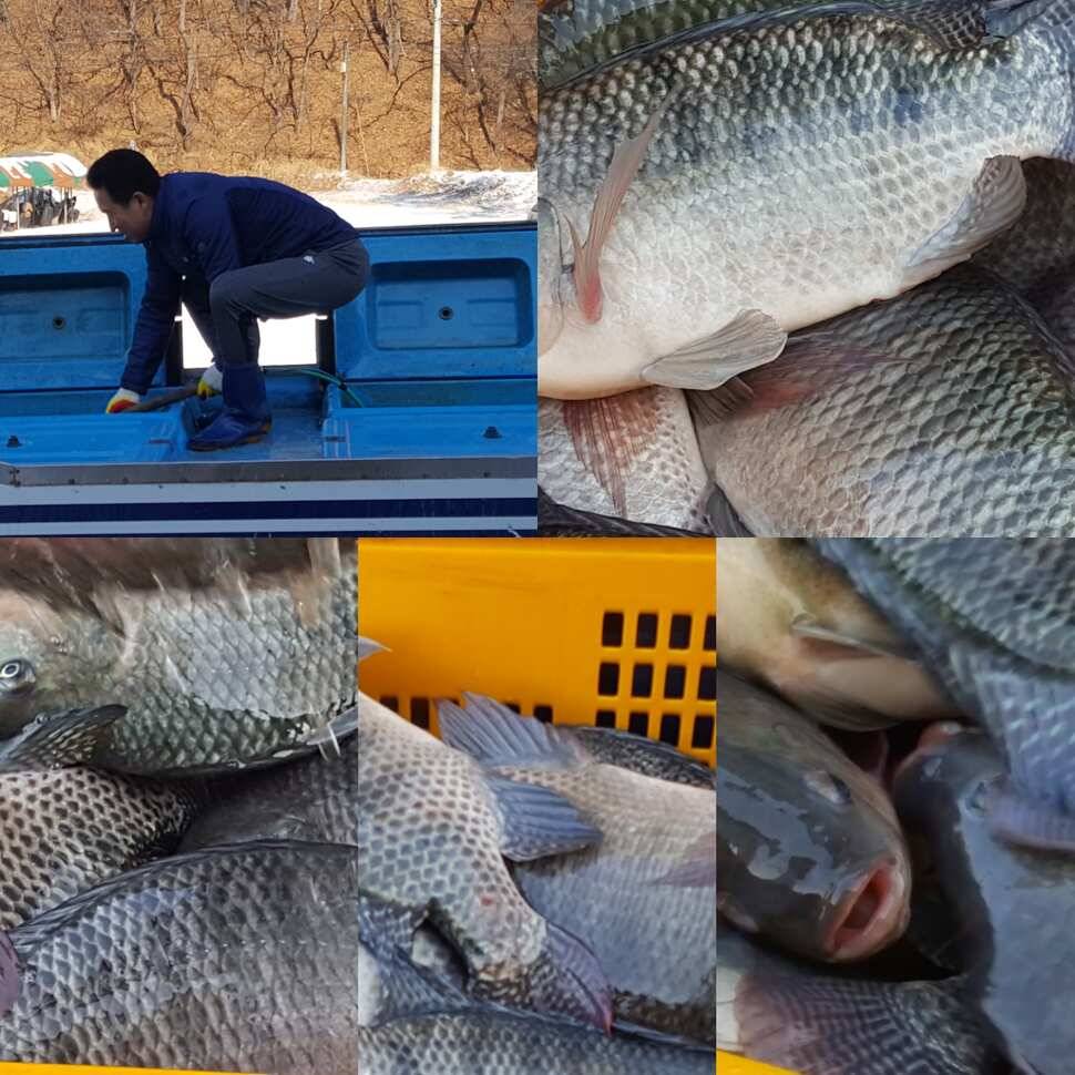 화개화락 (유료터정보 - 유료터점주조황)