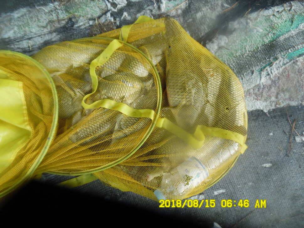 경주 동산낚시터 지난주 조황 (유료터정보 - 유료터점주조황)