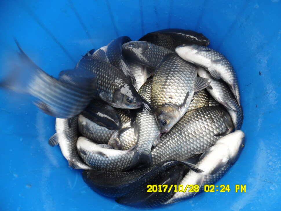 경주 동산낚시터 의 꾸준한 조황 (유료터정보 - 유료터점주조황)