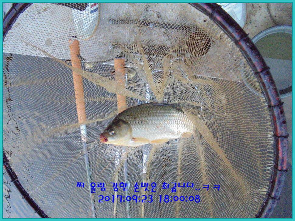 도심속의 작은 쉼터 화성 관리 낚시터입니다하루 하루가 즐겁습니다 (유료터정보 - 유료터점주조황)
