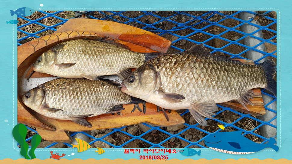 신원낚시터3월넷쨋주 조황소식 입니다 (유료터정보 - 유료터점주조황)