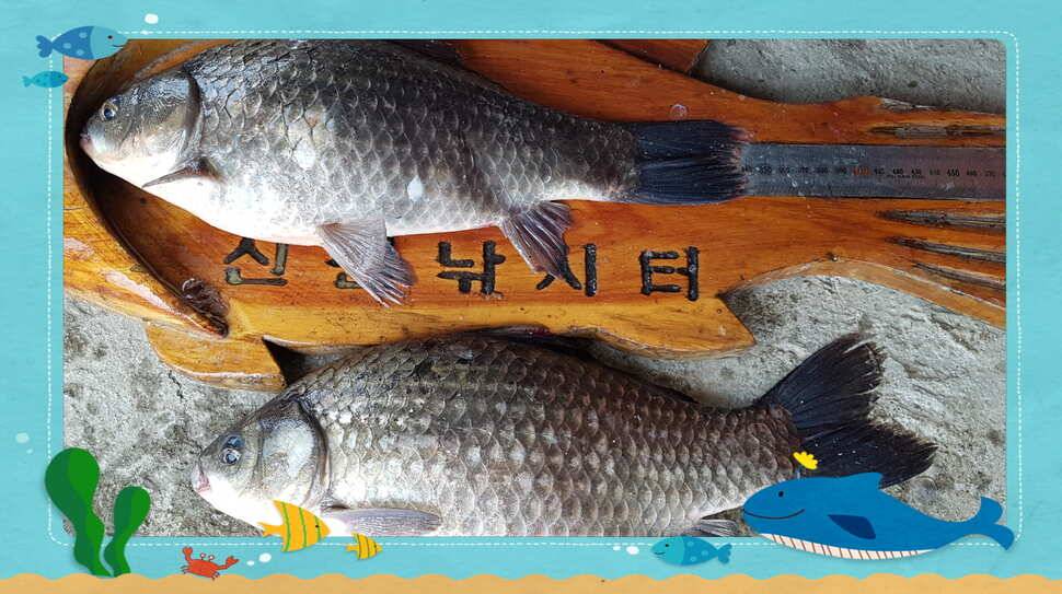 신원낚시터3월넷쨋주 조황소식 입니다 (유료터정보 - 유료터점주조황)