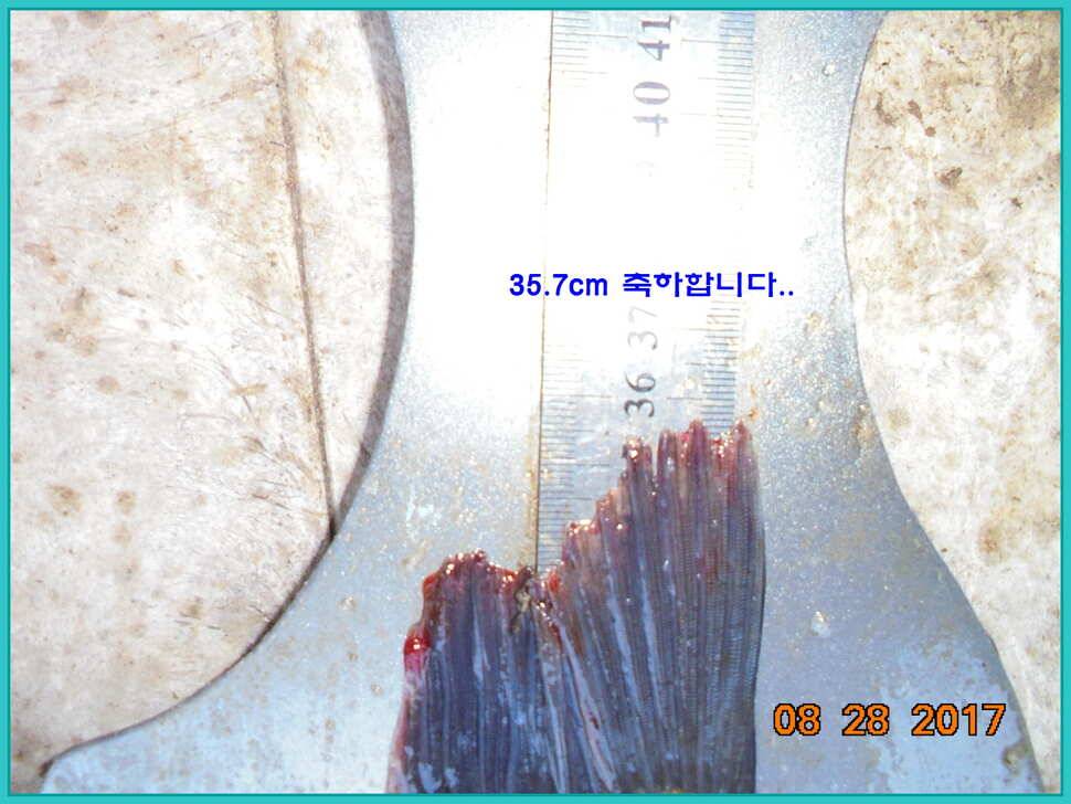 도심속의 작은 쉼터 화성 관리 낚시터입니다 (유료터정보 - 유료터점주조황)