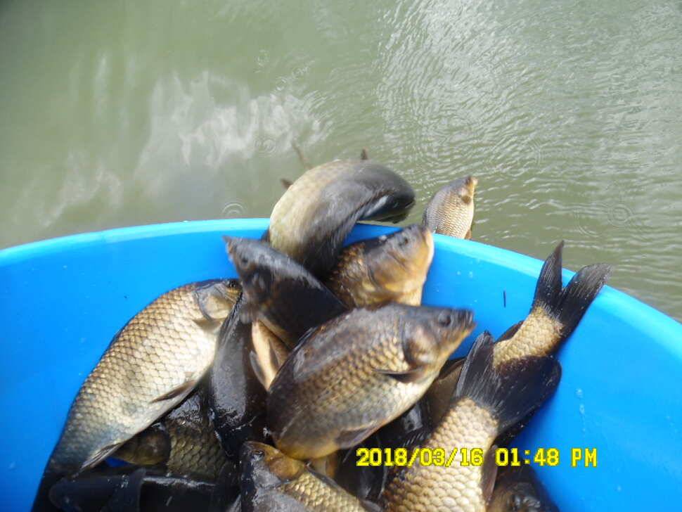경주 동산낚시터 지난주 조황 (유료터정보 - 유료터점주조황)