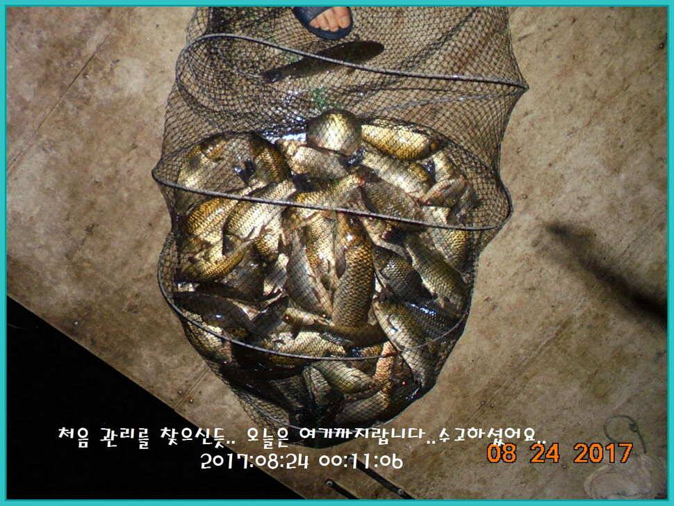도심속의 작은 쉼터 화성 관리 낚시터입니다수확의 계절입니다 (유료터정보 - 유료터점주조황)