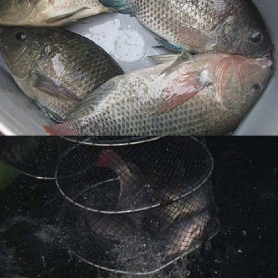 가재는 게 편 (유료터정보 - 유료터점주조황)