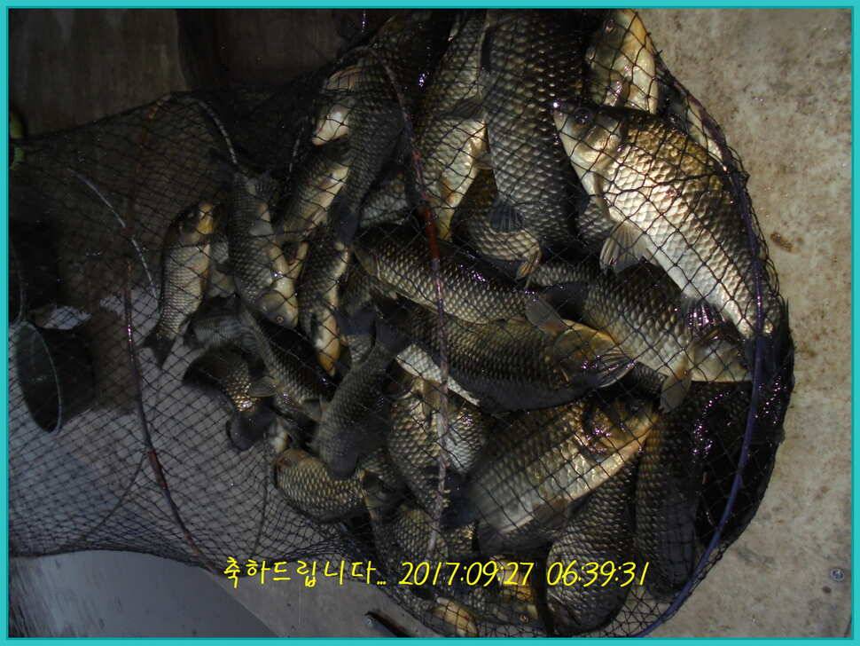도심속의 작은 쉼터 화성 관리 낚시터입니다즐겁고 행복하고 풍성한 한가위 보내세요 (유료터정보 - 유료터점주조황)
