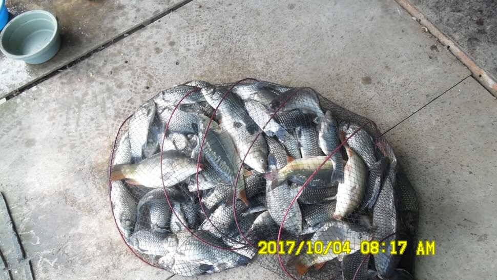 안성시장배전국민물낚시대회 티켓마감임박 10월4일반제지조황 (유료터정보 - 유료터점주조황)