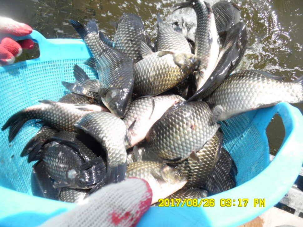 경주동산낚시터 지난주 조황 (유료터정보 - 유료터점주조황)