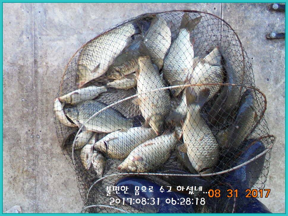 도심속의 작은 쉼터 화성 관리 낚시터입니다 (유료터정보 - 유료터점주조황)