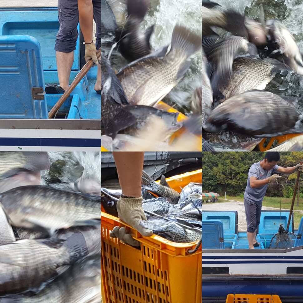 눈먼 물고기 (유료터정보 - 유료터점주조황)