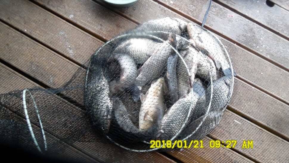 반제지4짜월척과 붕어마리수조황 (유료터정보 - 유료터점주조황)