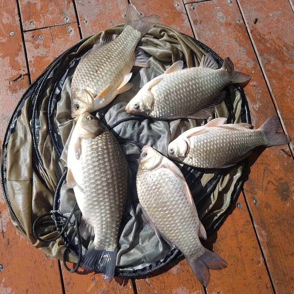fish_pay_f1ee2_014019_74079.jpg