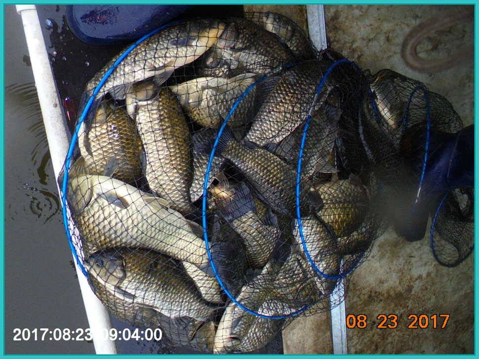 도심속의 작은 쉼터 화성 관리 낚시터입니다수확의 계절입니다 (유료터정보 - 유료터점주조황)