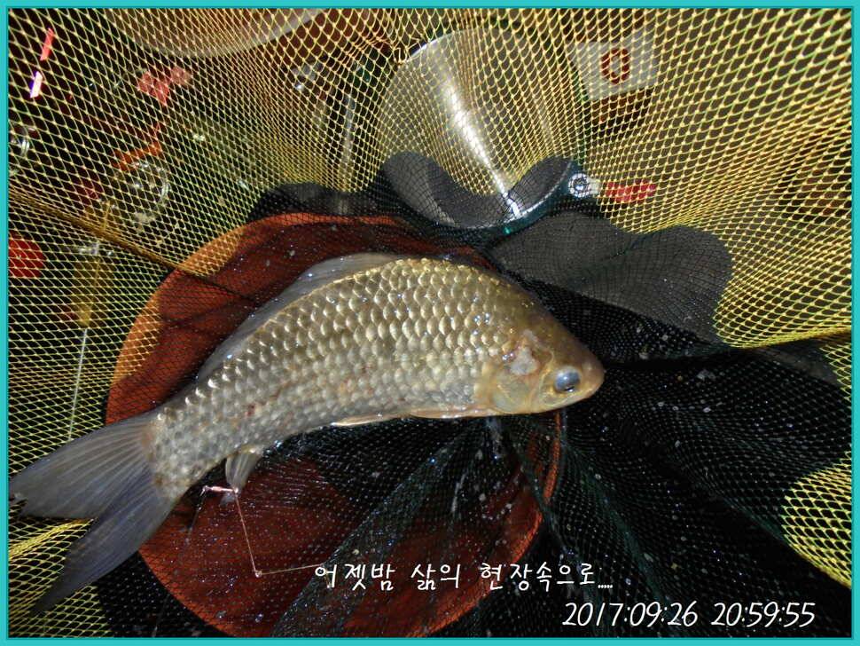 도심속의 작은 쉼터 화성 관리 낚시터입니다9월이여 안녕 (유료터정보 - 유료터점주조황)