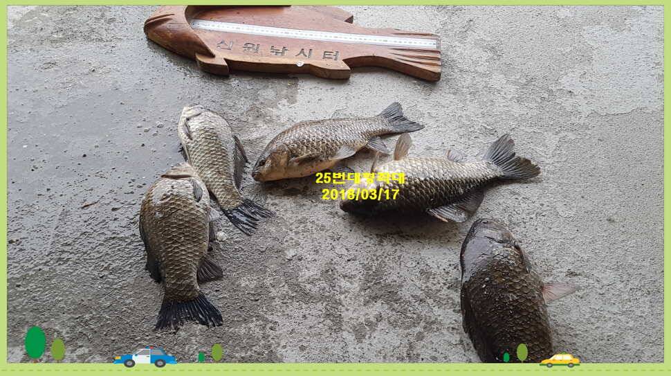 신원낚시터 3월셋쨋주 조황소식과 개장식 안내 입니다 (유료터정보 - 유료터점주조황)