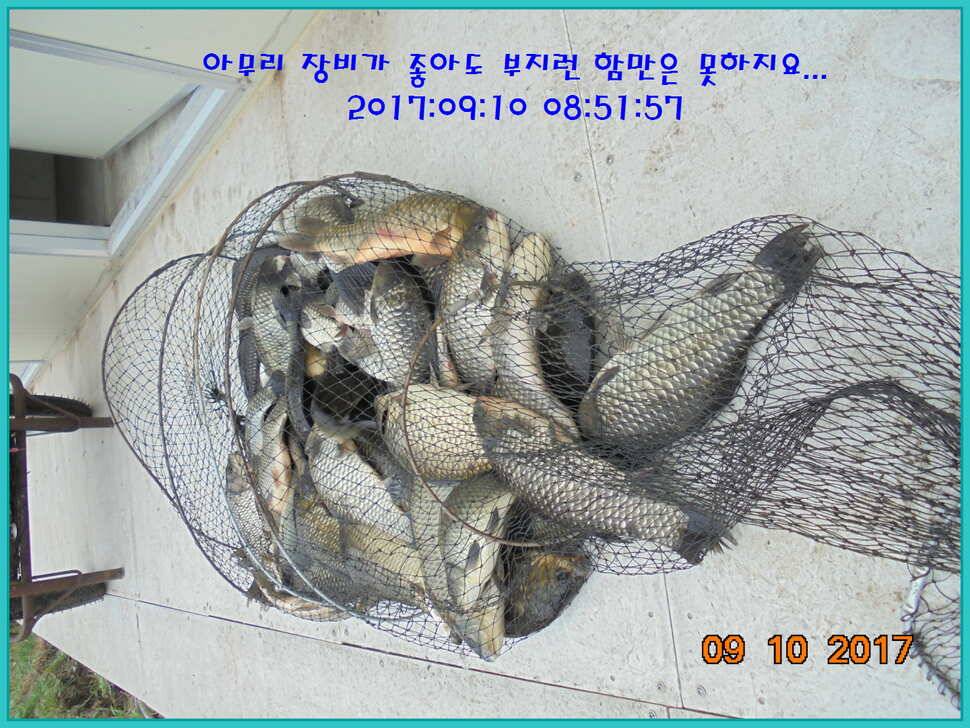 도심속의 작은 쉼터 화성 관리 낚시터입니다관리의 밤은 열정입니다 (유료터정보 - 유료터점주조황)