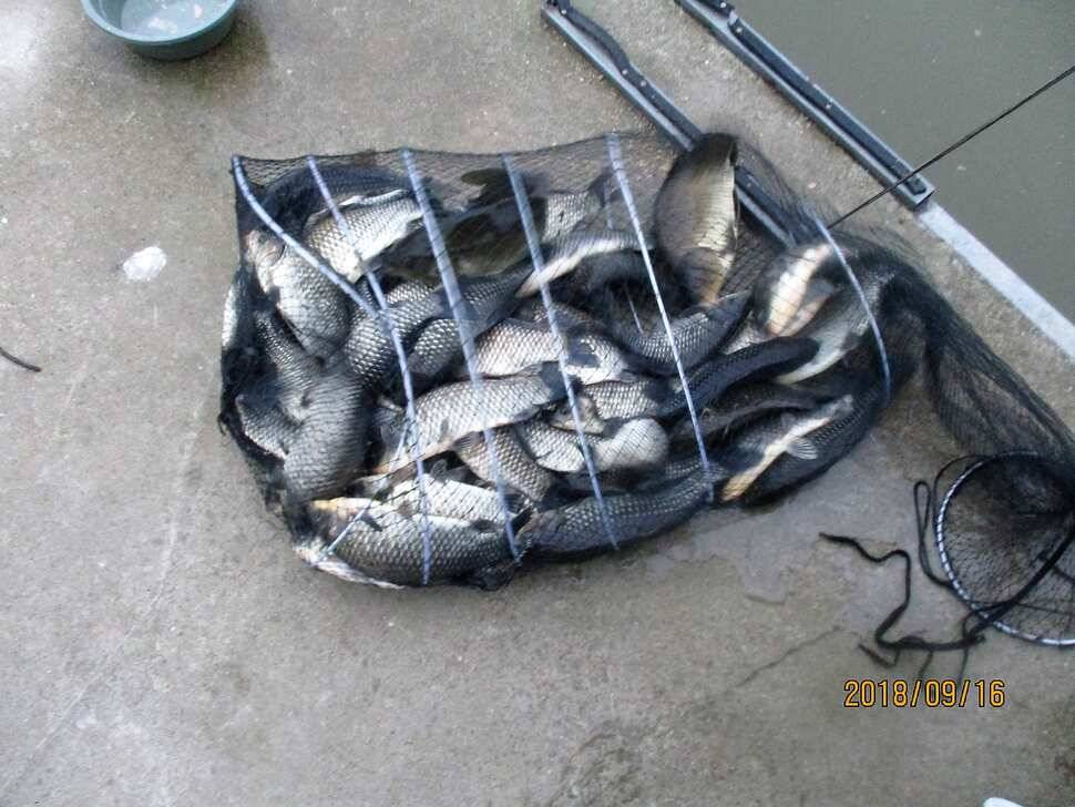 반제지 조황정보입니다 (유료터정보 - 유료터점주조황)