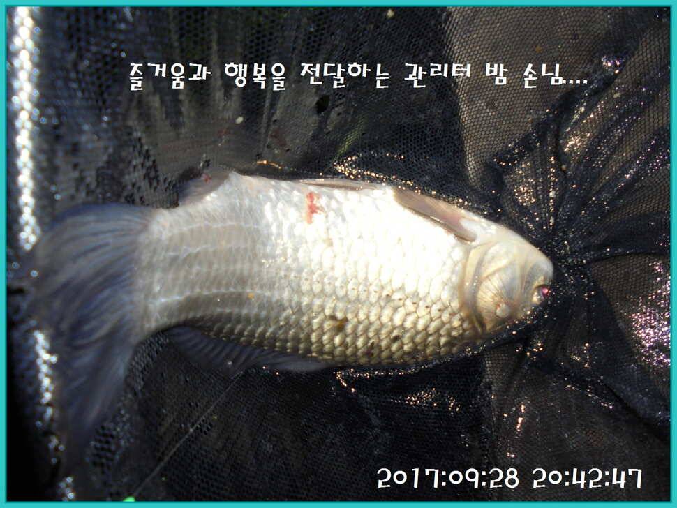 도심속의 작은 쉼터 화성 관리 낚시터입니다행복하고 풍성한 온 가족 화목한 추석 보내셨습니까 (유료터정보 - 유료터점주조황)