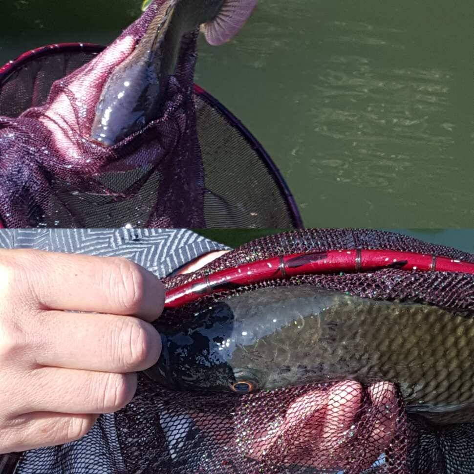 fish_pay_f4d7c_070641_66116.jpg