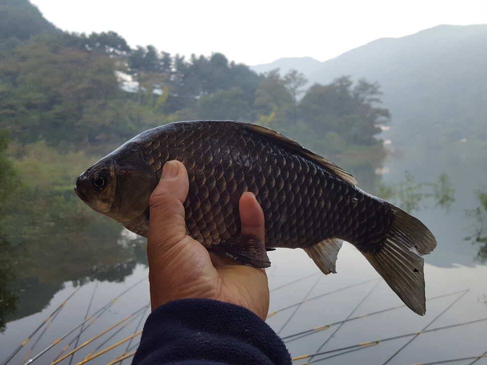 안성죽산장계지조항전경입니다 (유료터정보 - 유료터점주조황)