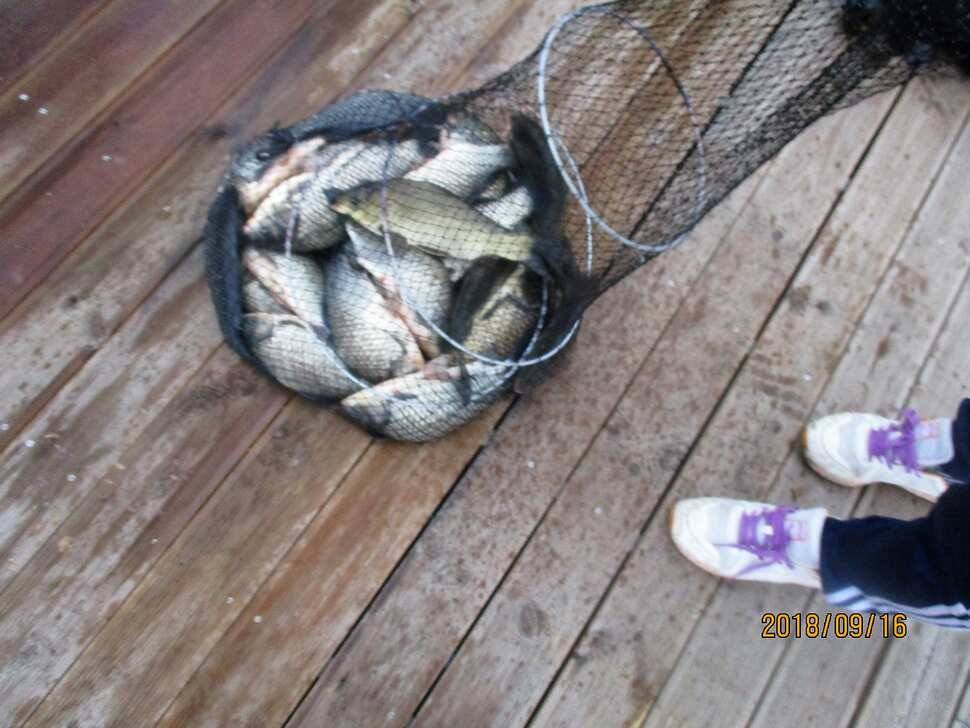 반제지 조황정보입니다 (유료터정보 - 유료터점주조황)