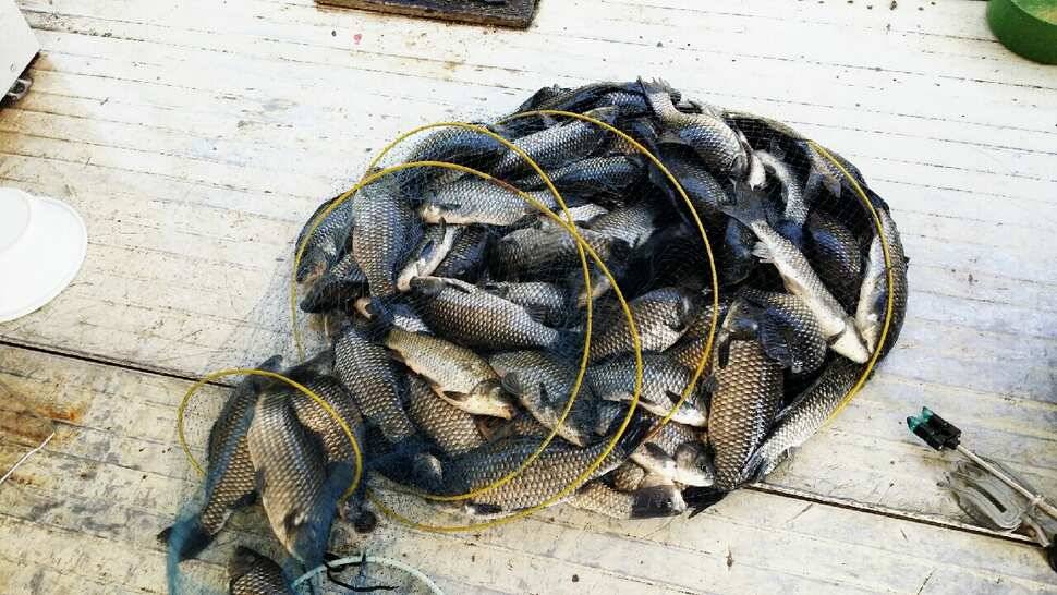 fish_pay_f7305_075128_26405.jpg