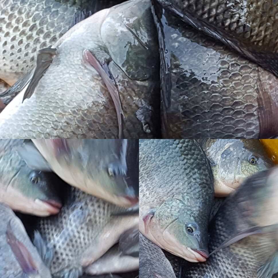 감칠맛 (유료터정보 - 유료터점주조황)