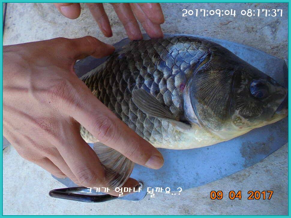 도심속의 작은 쉼터 화성 관리 낚시터입니다Dae Bak 예감 (유료터정보 - 유료터점주조황)