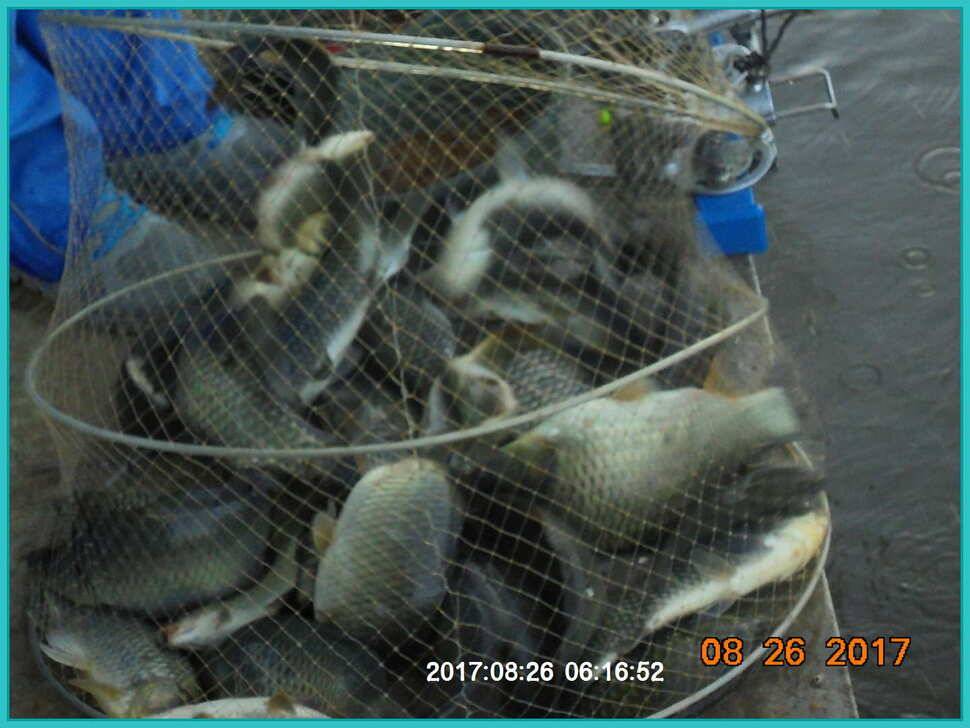 도심속의 작은 쉼터 화성 관리 낚시터입니다밤은 행복입니다 (유료터정보 - 유료터점주조황)