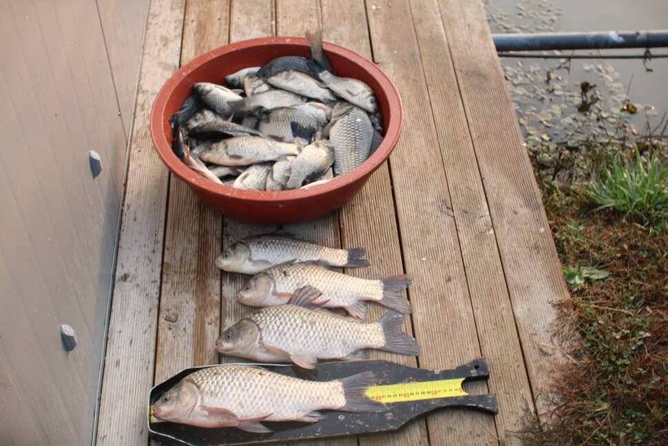 fish_pay_f9779_091750_37986.jpg